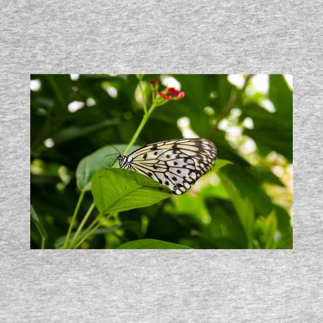 Rice Paper Butterfly by Rob Johnson Photography